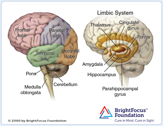 Medical illustration showing the anatomy of the brain