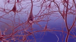 Alzheimer’s disease causes neurons in the brain to stop working, lose connections with other neurons and die. Duke University researchers have identified a molecular mechanism that may be responsible for setting the damage in motion. Alzheimer’s disease causes neurons in the brain to stop working, lose connections with other neurons and die. Duke University researchers have identified a molecular mechanism that may be responsible for setting the damage in motion.