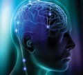 braintour_brain