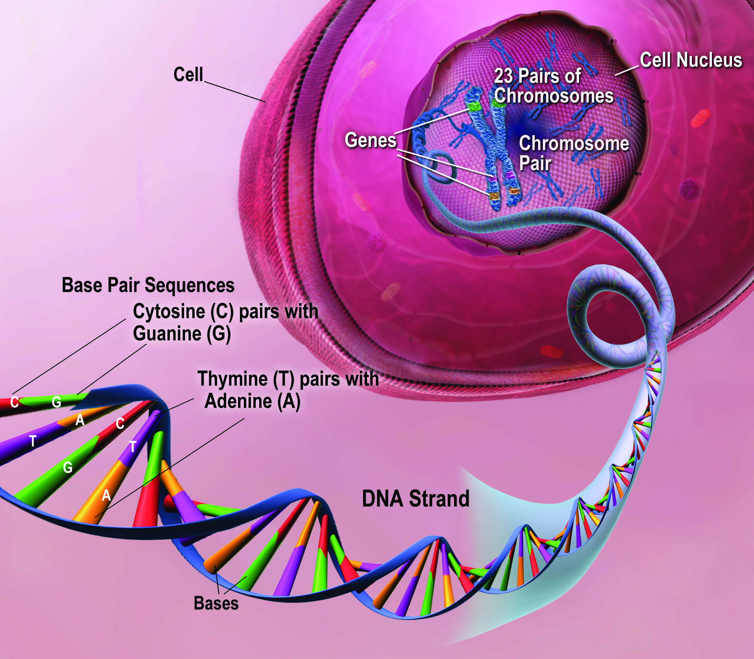 03_dna_lg