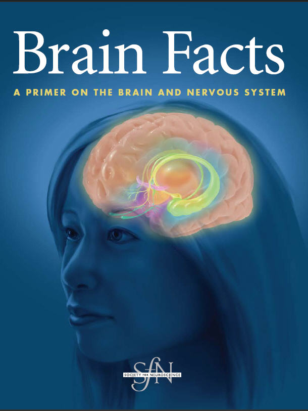 A Primer on the Brain and Nervous System