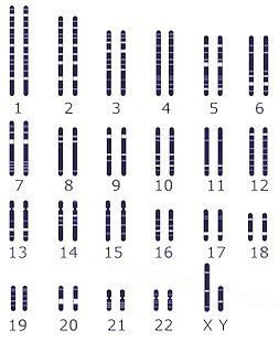 chromosomes