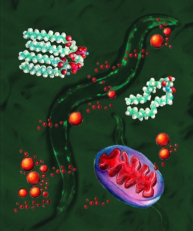 mitochondriaworms
